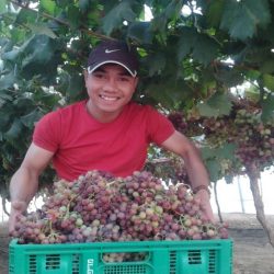 Câu chuyện về người Việt thành công trên đất Úc nhờ farm & buôn bán ở chợ