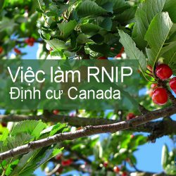 Việc làm định cư Canada RNIP – Công nhân nông trại tại British Columbia